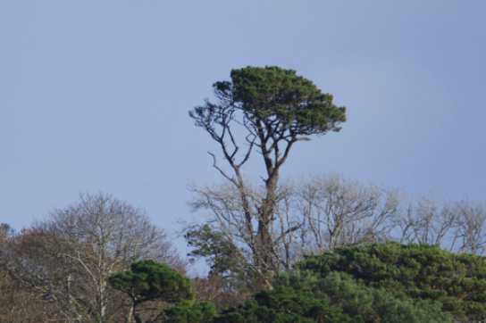28 November 2022 - 13:08:29
Worrying. This is the stand out tree that sits atop Kingswear as viewed from The Dartmouth Office. Contrast this with the next pic taken five years previously.
------------------------
Dying tree in Kingswear
